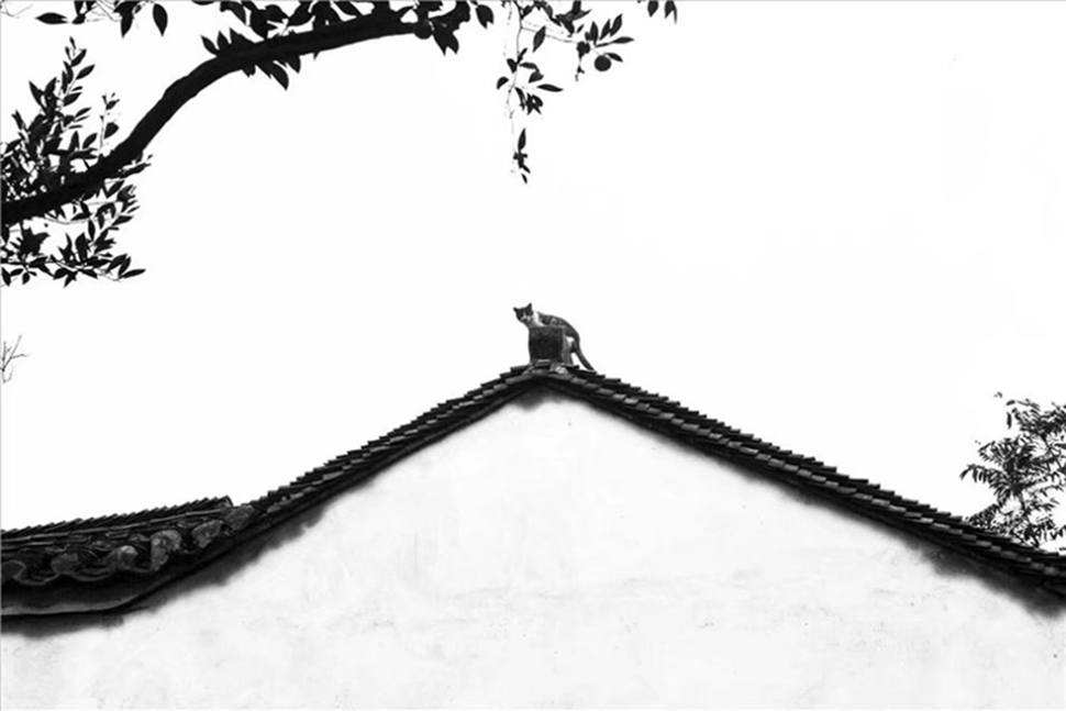 《猫》 唐毓春 摄.jpg