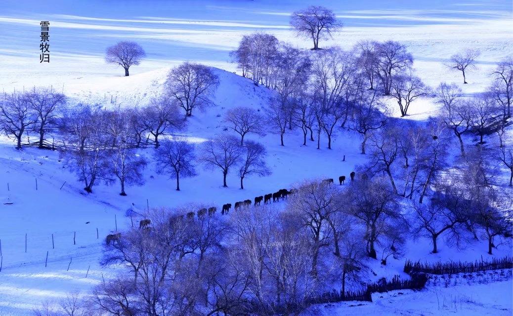 雪景牧归 马丕秀摄.jpg