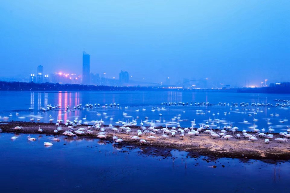 《天鹅湖之夜》刘世强 摄.jpg