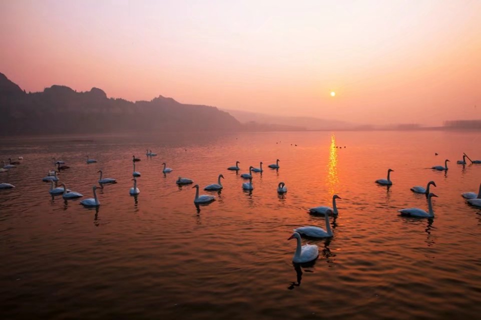 天鹅湖湿地.jpg