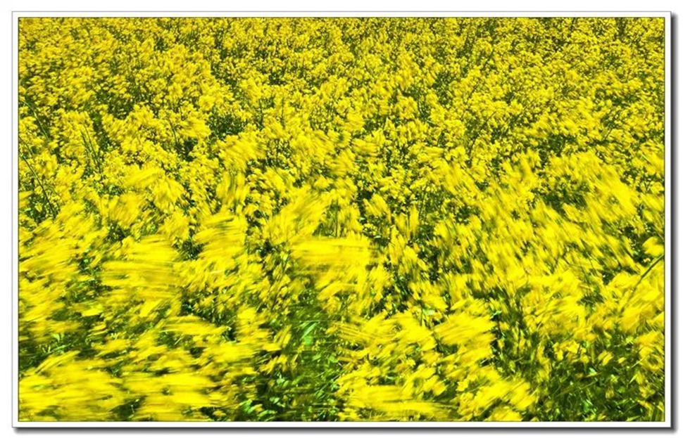 风中油菜花 徐良摄.jpg