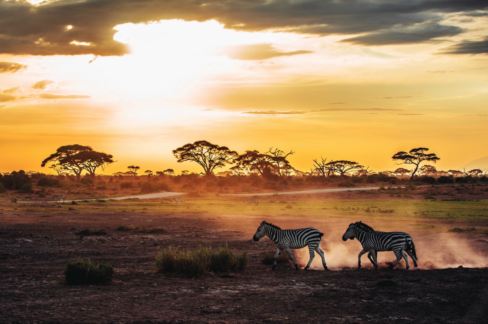 肯尼亚动物大迁徙摄影创作 13 天之旅_专业摄影团|摄影创作团|旅行摄影团-我的摄影我的团[官网]