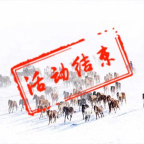 冬季坝上、 雪驼文化摄影节