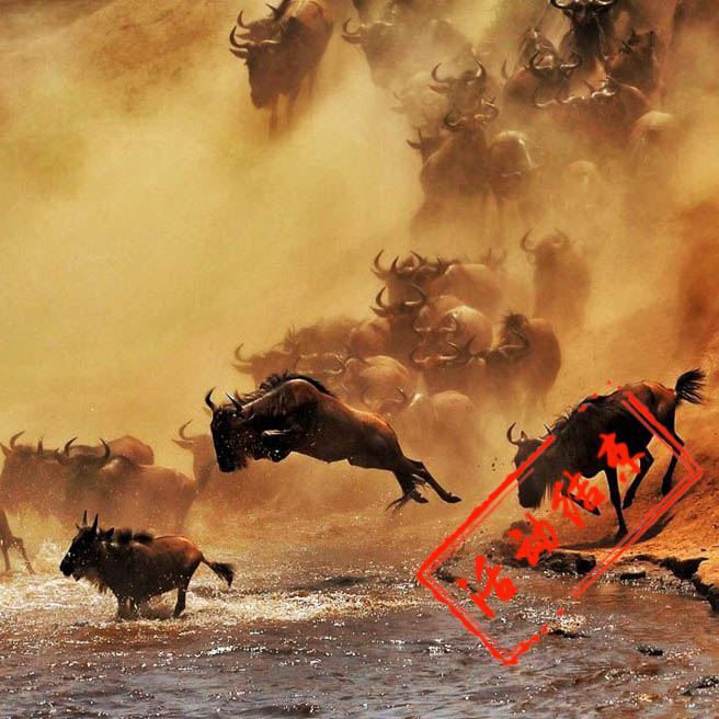 肯尼亚动物大迁徙摄影创作之旅