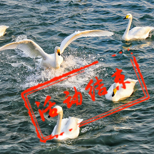 【冬季晋西 陕北风光 三门峡天鹅摄影团】“冬季波浪谷，雨岔大峡谷，