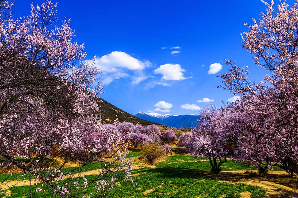 【全国招募·藏地春色】林芝桃花村、波密桃花沟、然乌湖、米堆冰川、