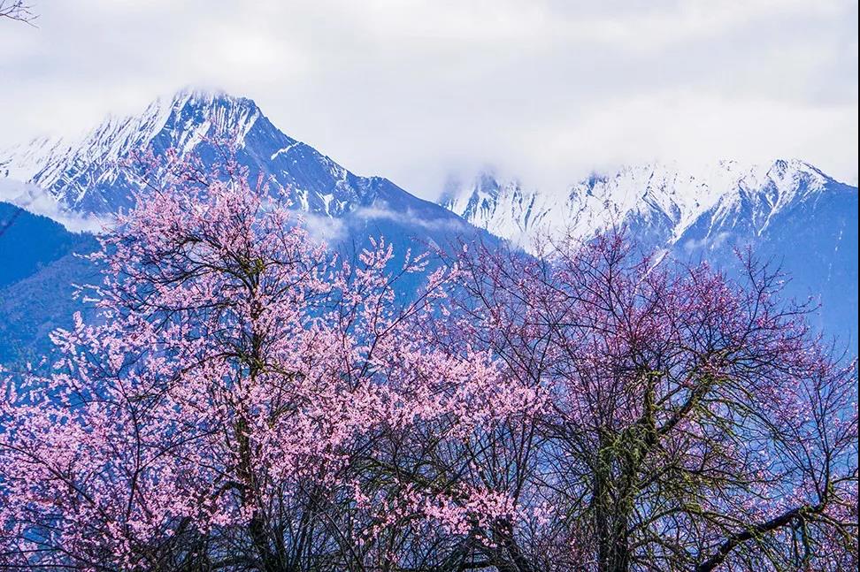 行摄藏地春色之林芝