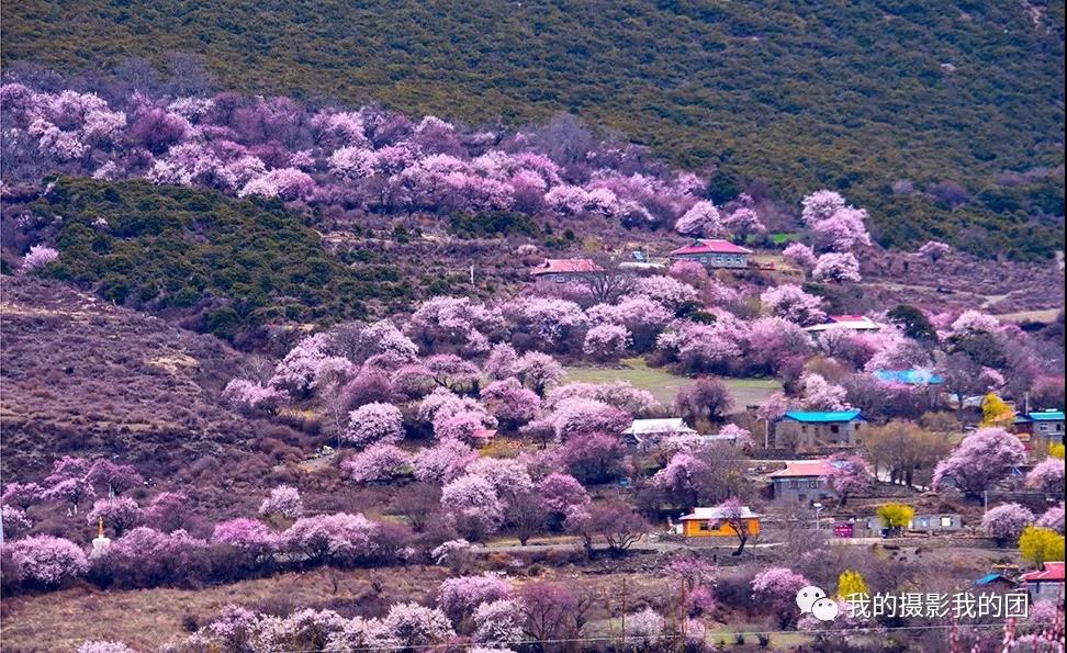 林芝桃花摄影团