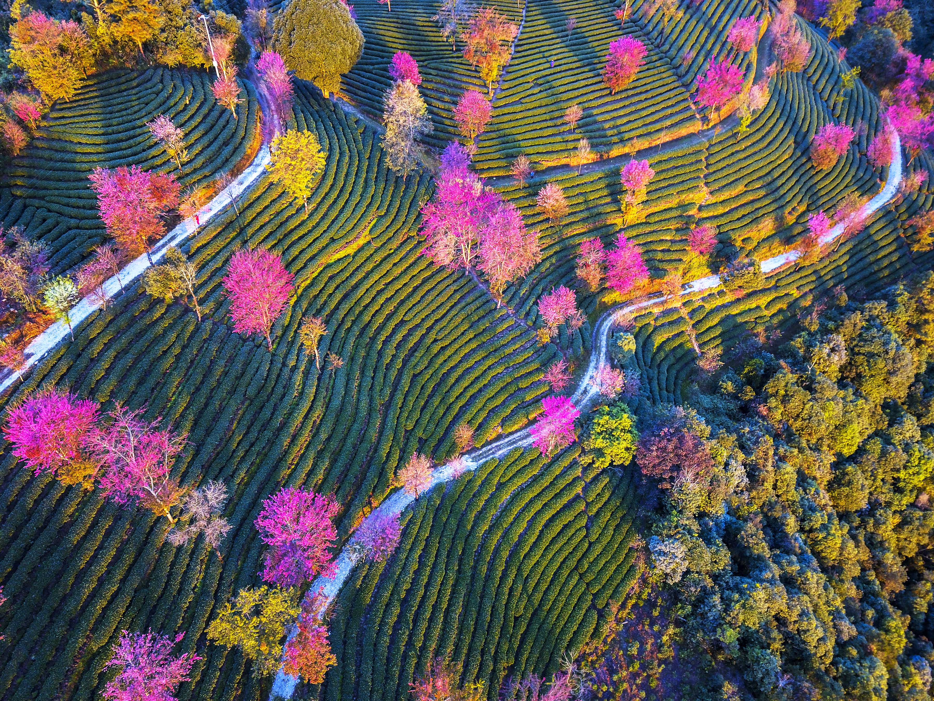 无量山樱花谷摄影团