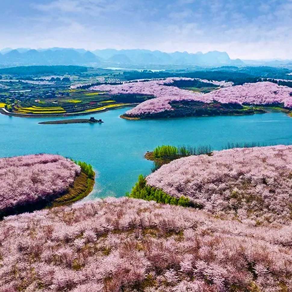 平坝樱花摄影团