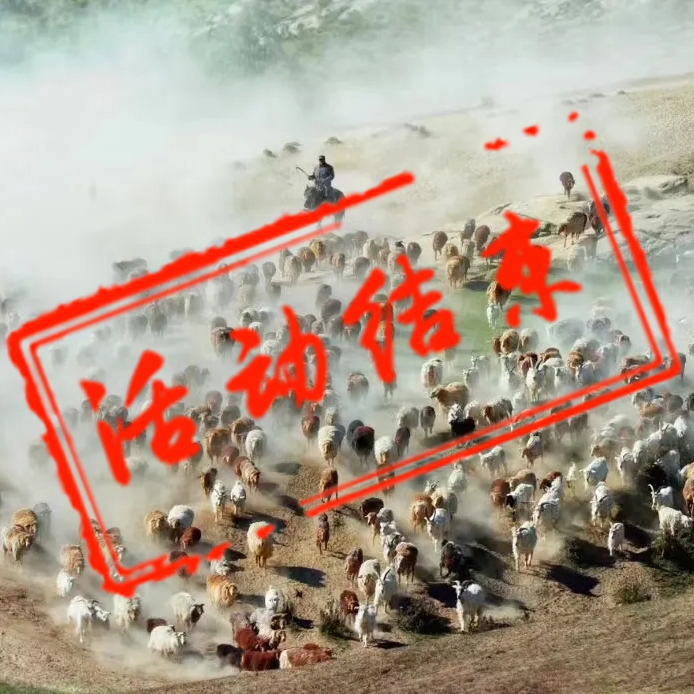 北疆牛羊转场摄影团