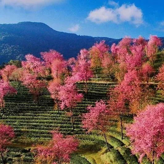 无量山樱花谷摄影团