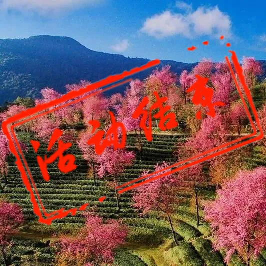无量山樱花谷摄影团