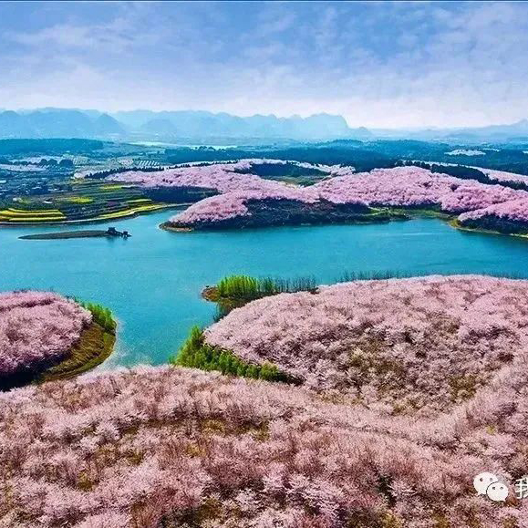 平坝樱花摄影团