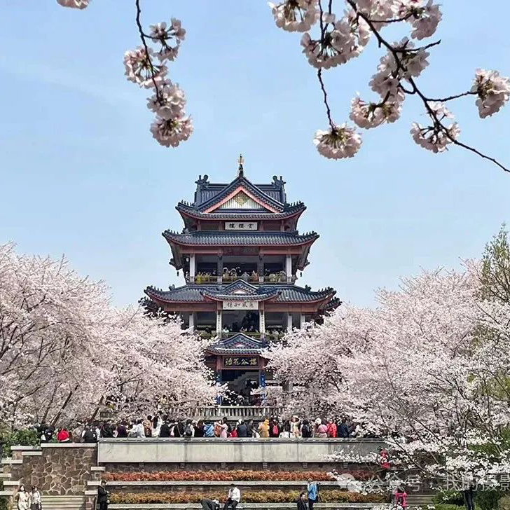 春摄江南摄影团