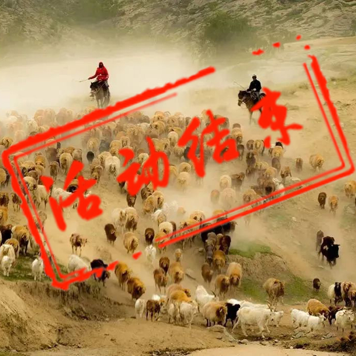 北疆牛羊转场摄影团