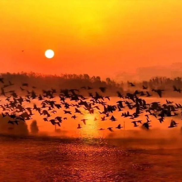 冬摄东营黄河口摄影团