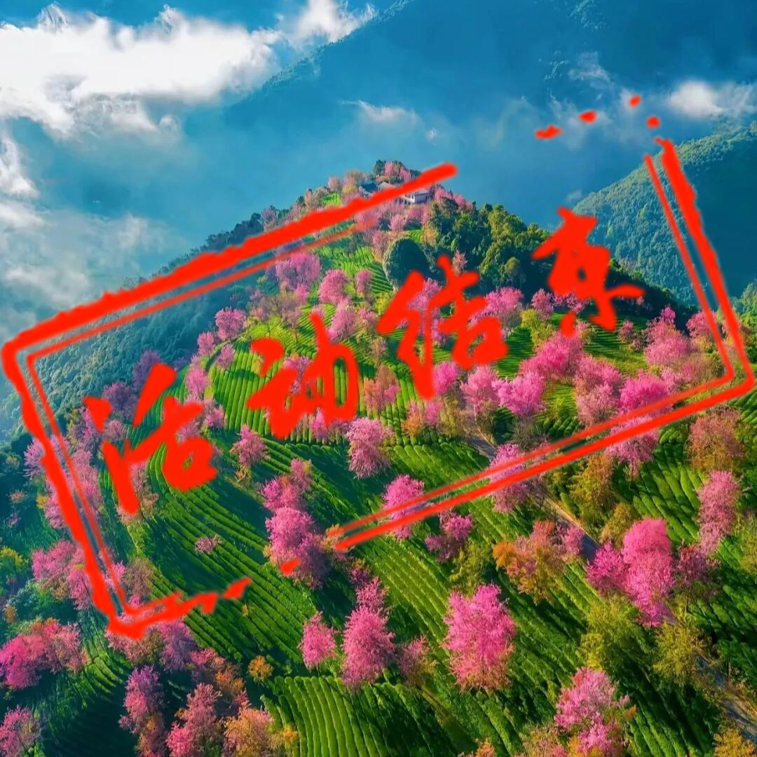 无量山樱花谷摄影团