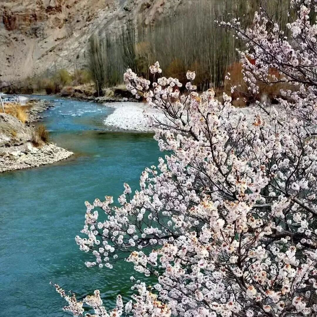 南疆春色摄影团