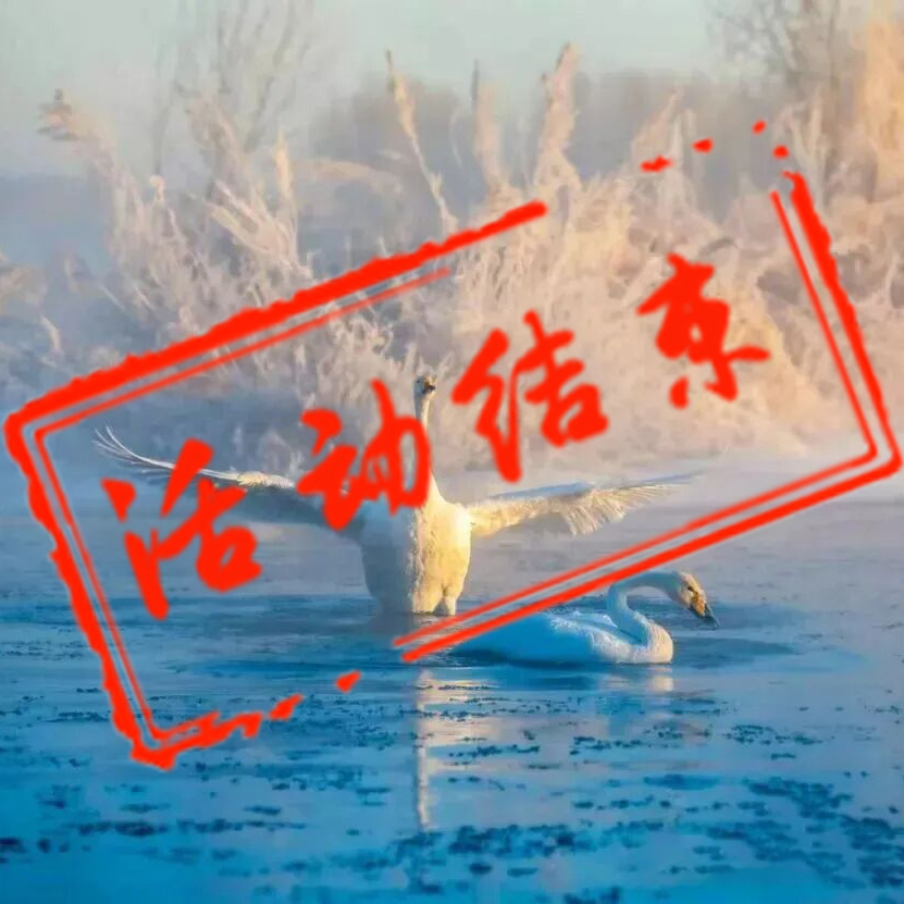 朝阳雾凇天鹅＋坝上奔马摄影团