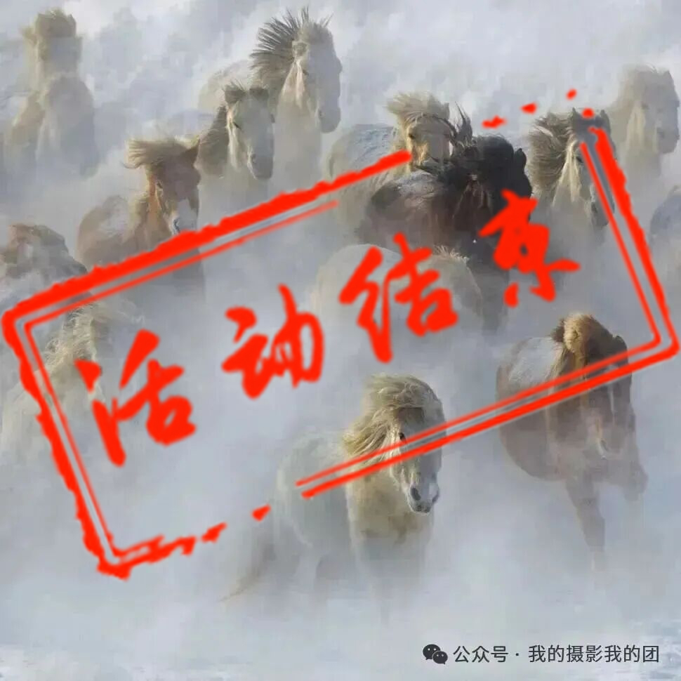 冬季马文化节＋朝阳天鹅摄影团