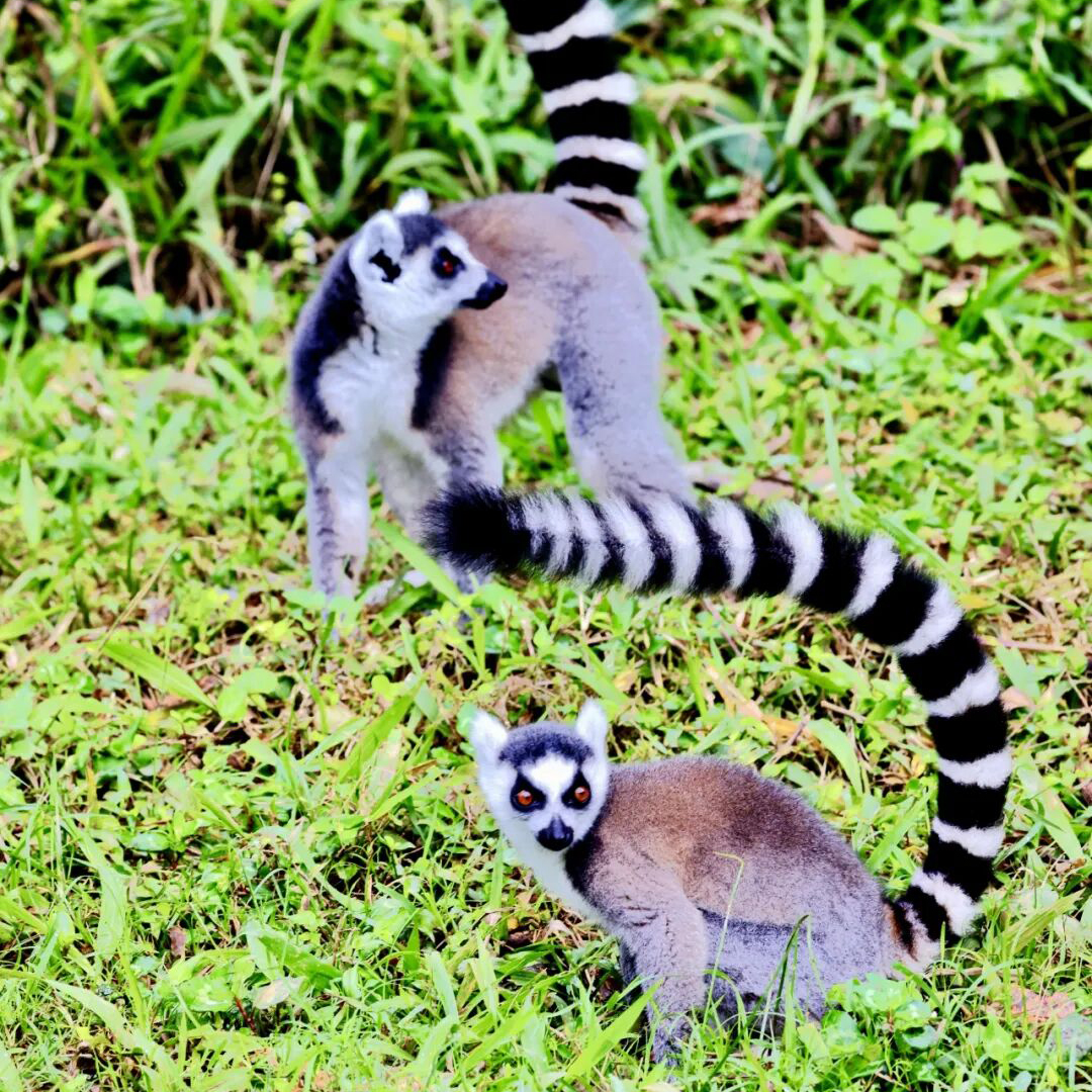 探秘马达加斯加摄影团