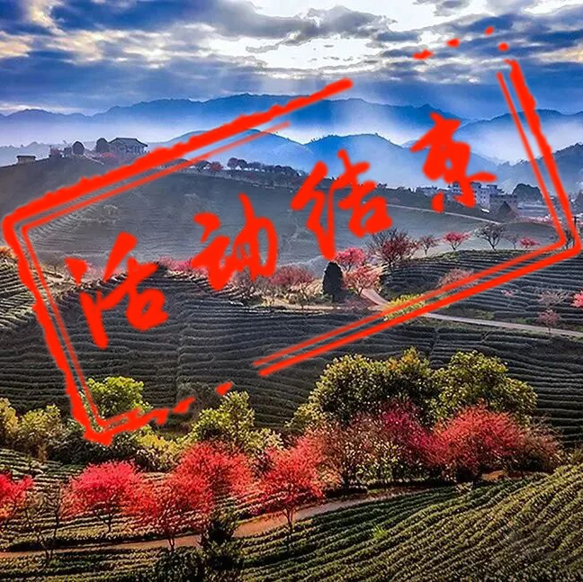 春摄闽南茶樱摄影团