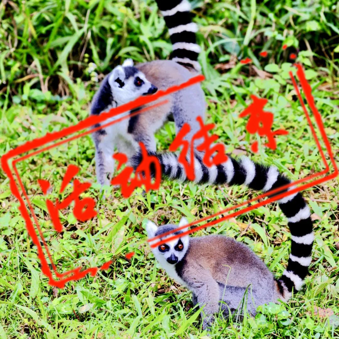 探秘马达加斯加摄影团