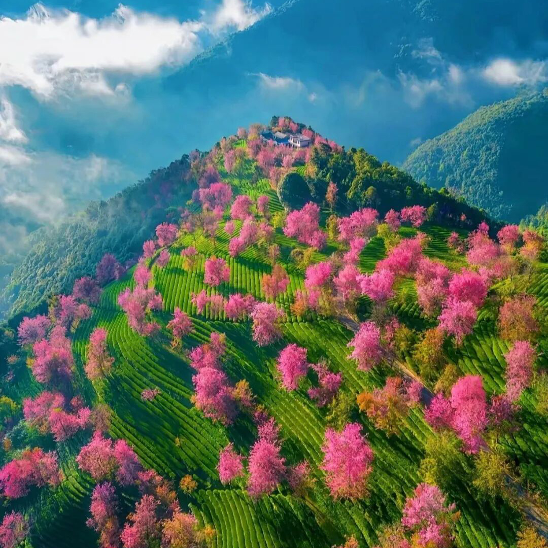 无量山樱花谷摄影团