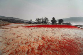 【全国招募】暖冬云南之东川红土地、大山包黑颈鹤、念湖、