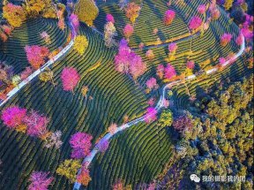 无量山樱花谷摄影团